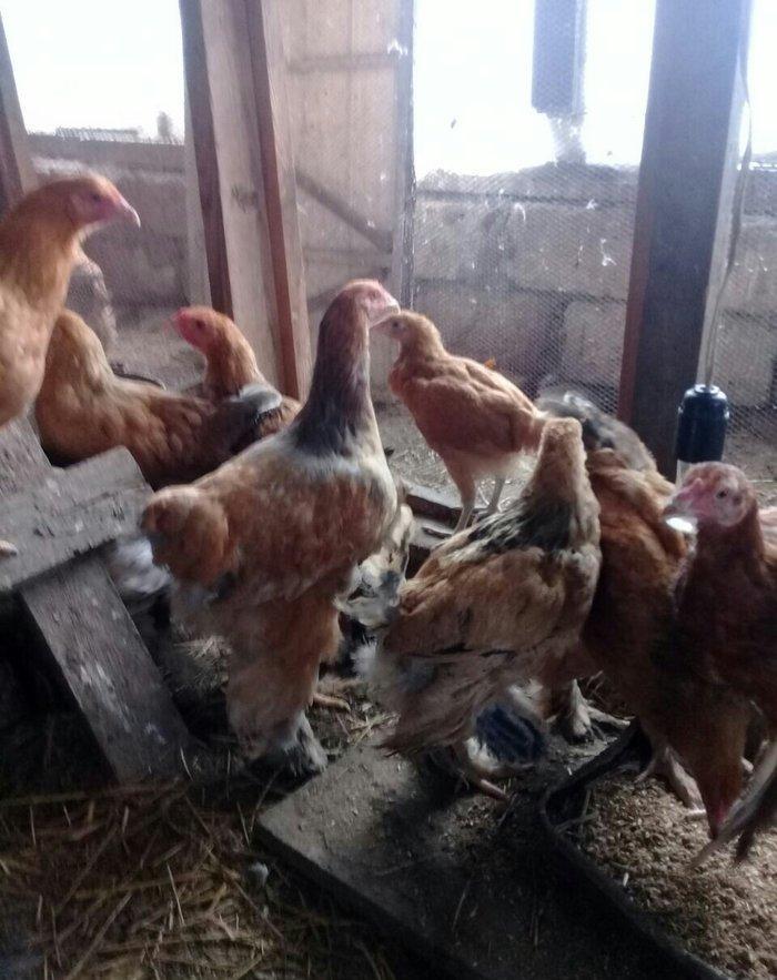 brama buff satlllr , qiymetler aylna gõre deyisir, basqa sort bramalar