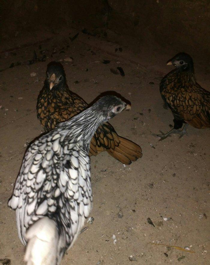 Sibrit fereleri 2 qizili 1 gumus uc ayliqdilar. Qiymet birne aiddir.