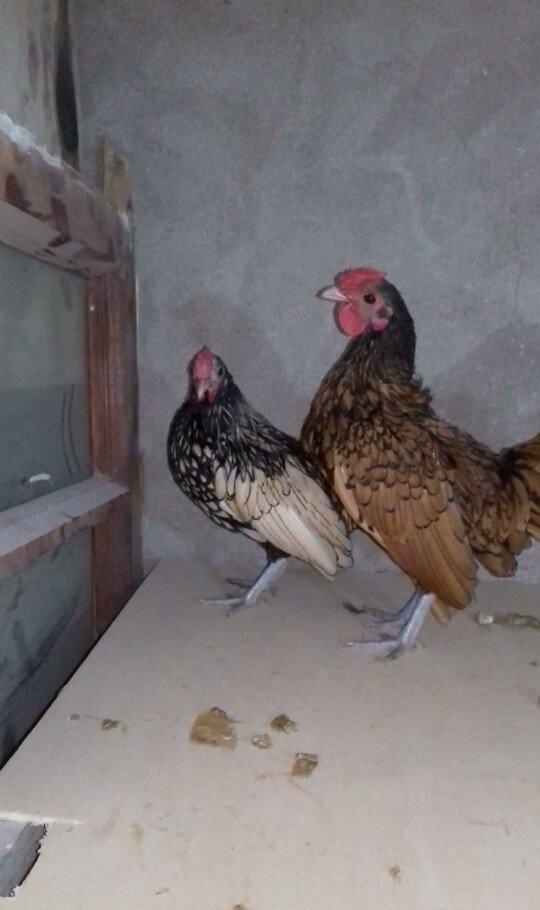 2 eded sibrait xoruz satilir qizili gumuwu. tam saglam heyvanlardi sag