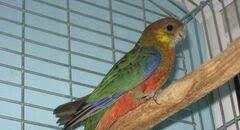 Hazir jüt bu ilki baladilar chox nadir rozella stenli adlanir özümchün