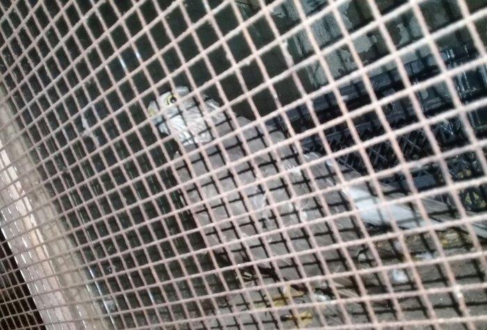 Sahin quwu  vehwi quwdu saxlamaqa vaxtim yoxdu. Qiymetde awagi yeri va