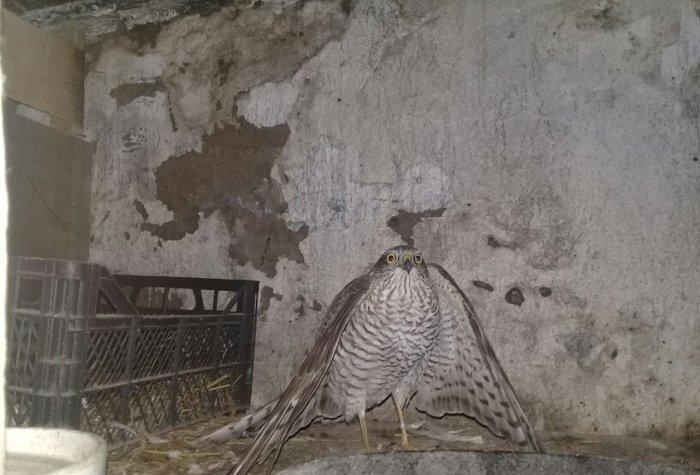 Sahin quwu  vehwi quwdu saxlamaqa vaxtim yoxdu. Qiymetde awagi yeri va