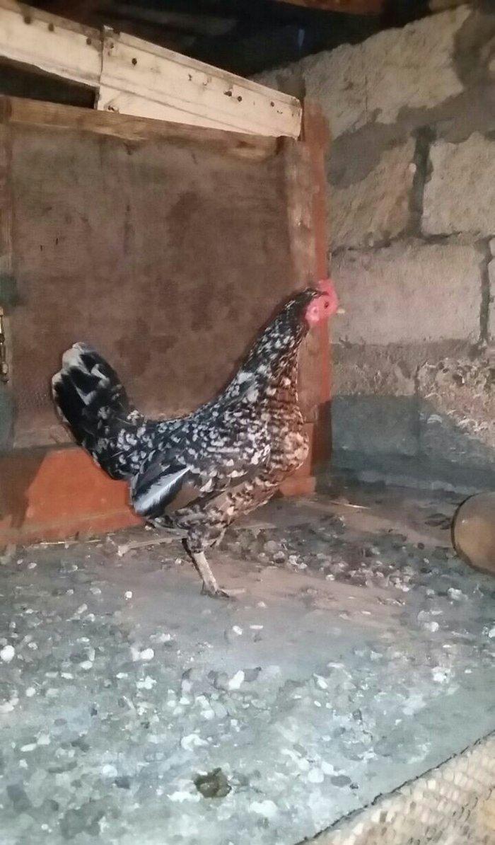 yaponka satiram.  tek ve ya cüt şəkildə satilir sibrayt  ferede var ya