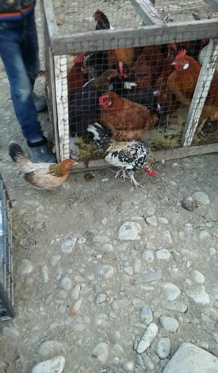 yaponka satiram.  tek ve ya cüt şəkildə satilir sibrayt  ferede var ya