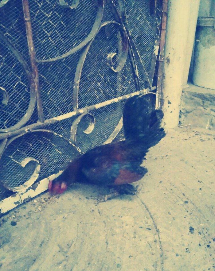 yaponka satiram.  tek ve ya cüt şəkildə satilir sibrayt  ferede var ya