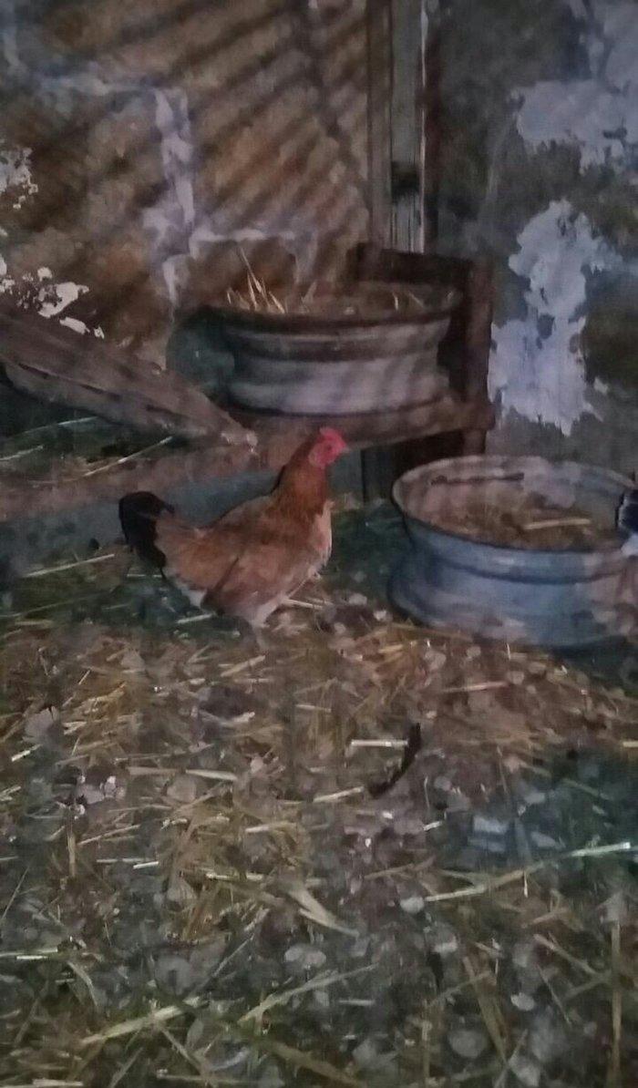 yaponka satiram.  tek ve ya cüt şəkildə satilir sibrayt  ferede var ya