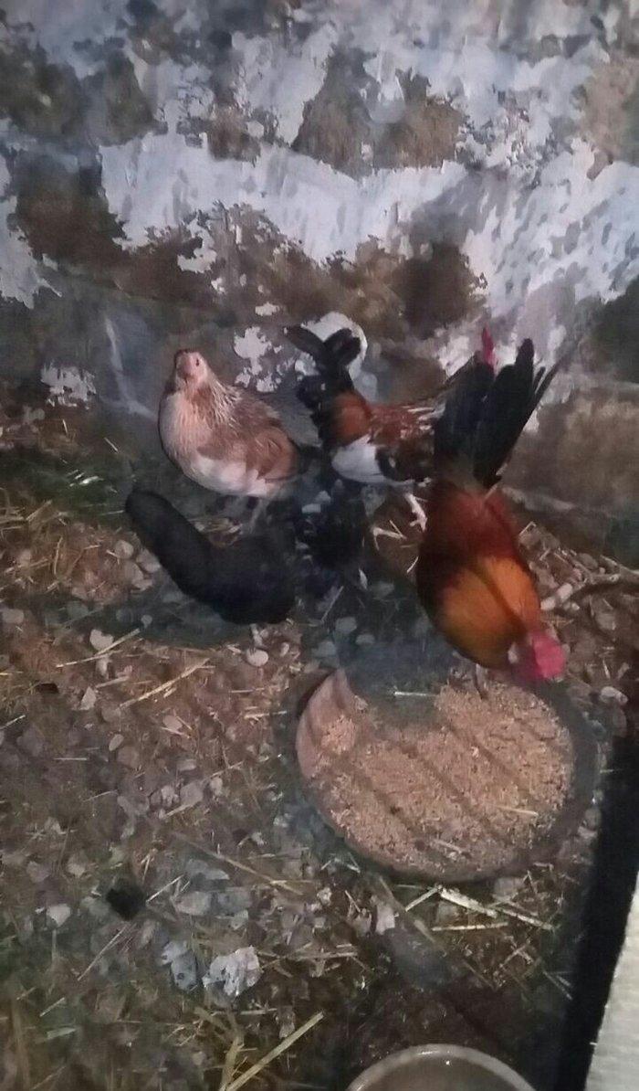 yaponka satiram.  tek ve ya cüt şəkildə satilir sibrayt  ferede var ya