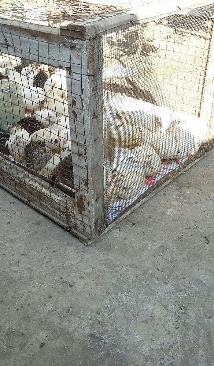 Bildirçin satiram 60 denedir 2 50  dan  hamisin goturan olsa  2 manatd