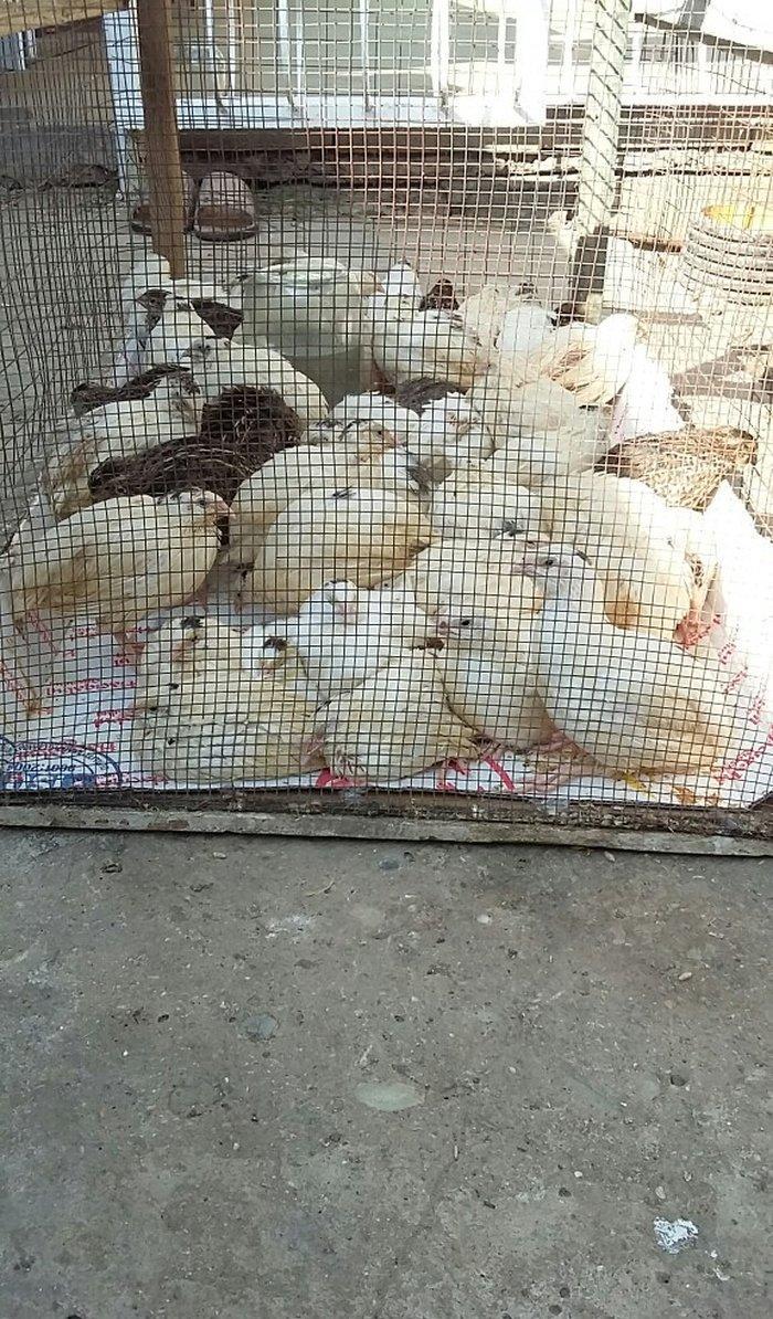 Bildirçin satiram 60 denedir 2 50  dan  hamisin goturan olsa  2 manatd