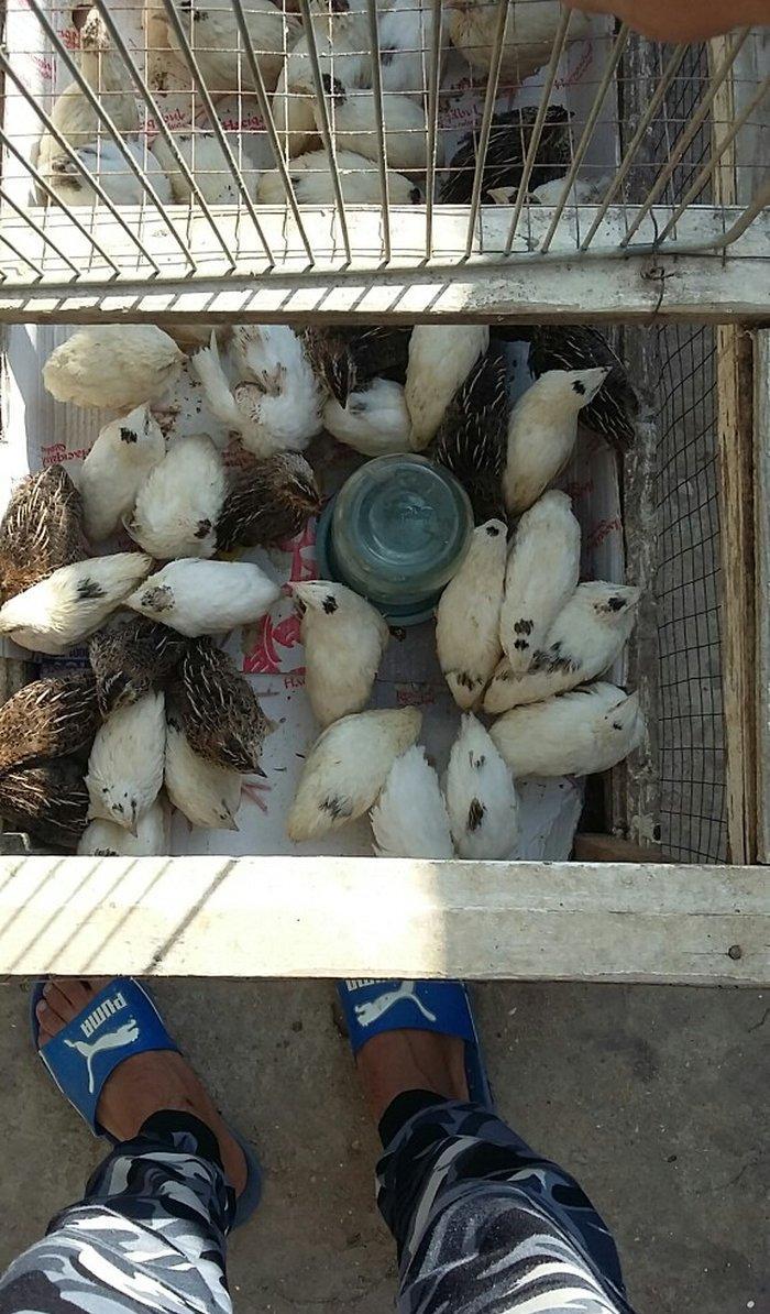 Bildirçin satiram 60 denedir 2 50  dan  hamisin goturan olsa  2 manatd