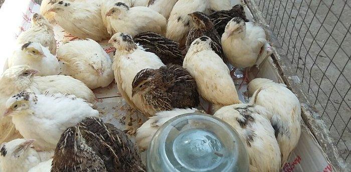 Bildirçin satiram 60 denedir 2 50  dan  hamisin goturan olsa  2 manatd