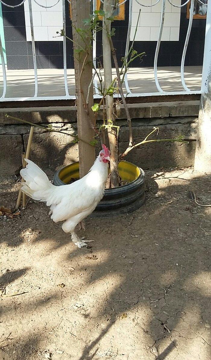 yaponka satiram  1 xoruz 1 fere düm ağdilar 6 ayliq yaponkalardi razil