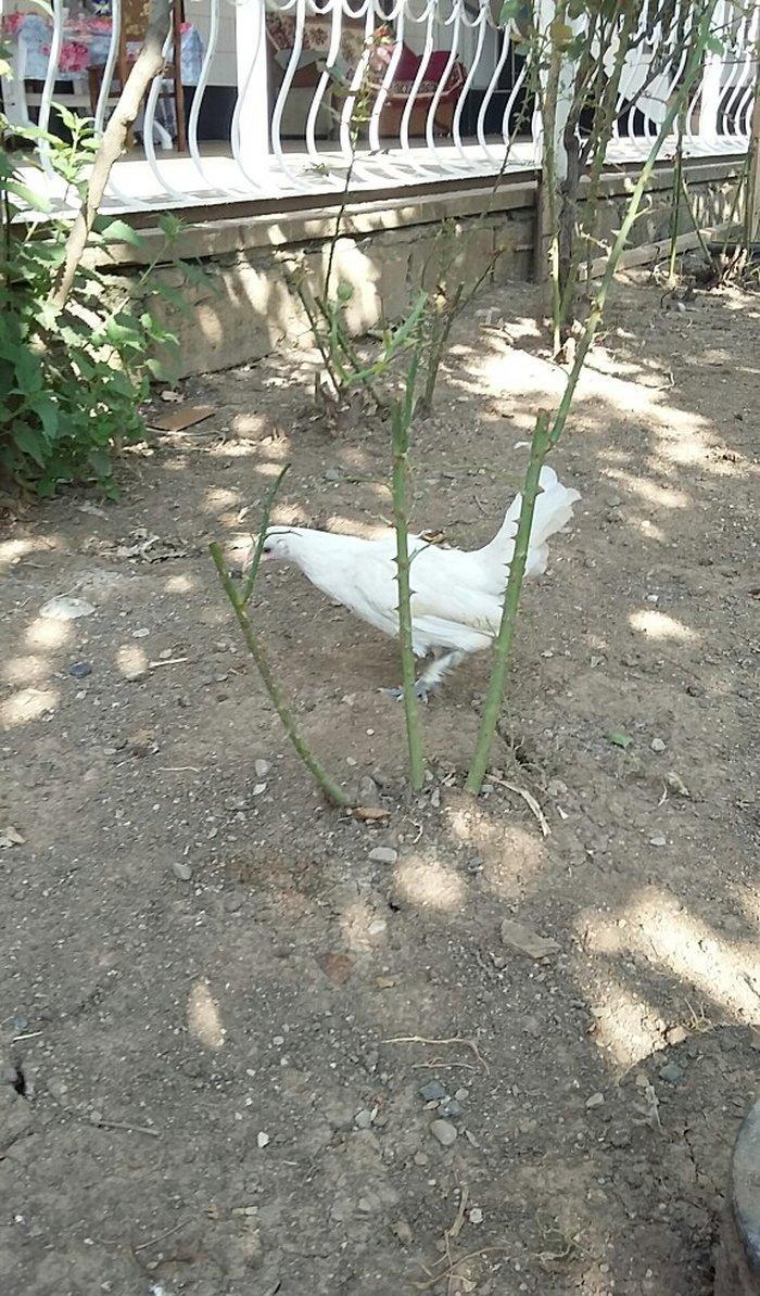 yaponka satiram  1 xoruz 1 fere düm ağdilar 6 ayliq yaponkalardi razil