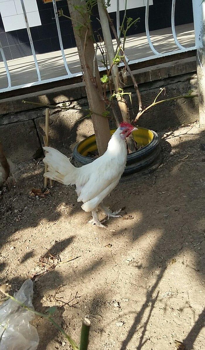 yaponka satiram  1 xoruz 1 fere düm ağdilar 6 ayliq yaponkalardi razil