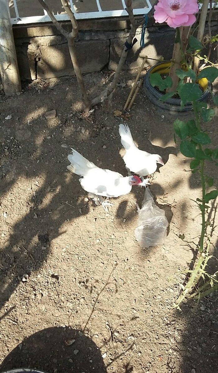 yaponka satiram  1 xoruz 1 fere düm ağdilar 6 ayliq yaponkalardi razil