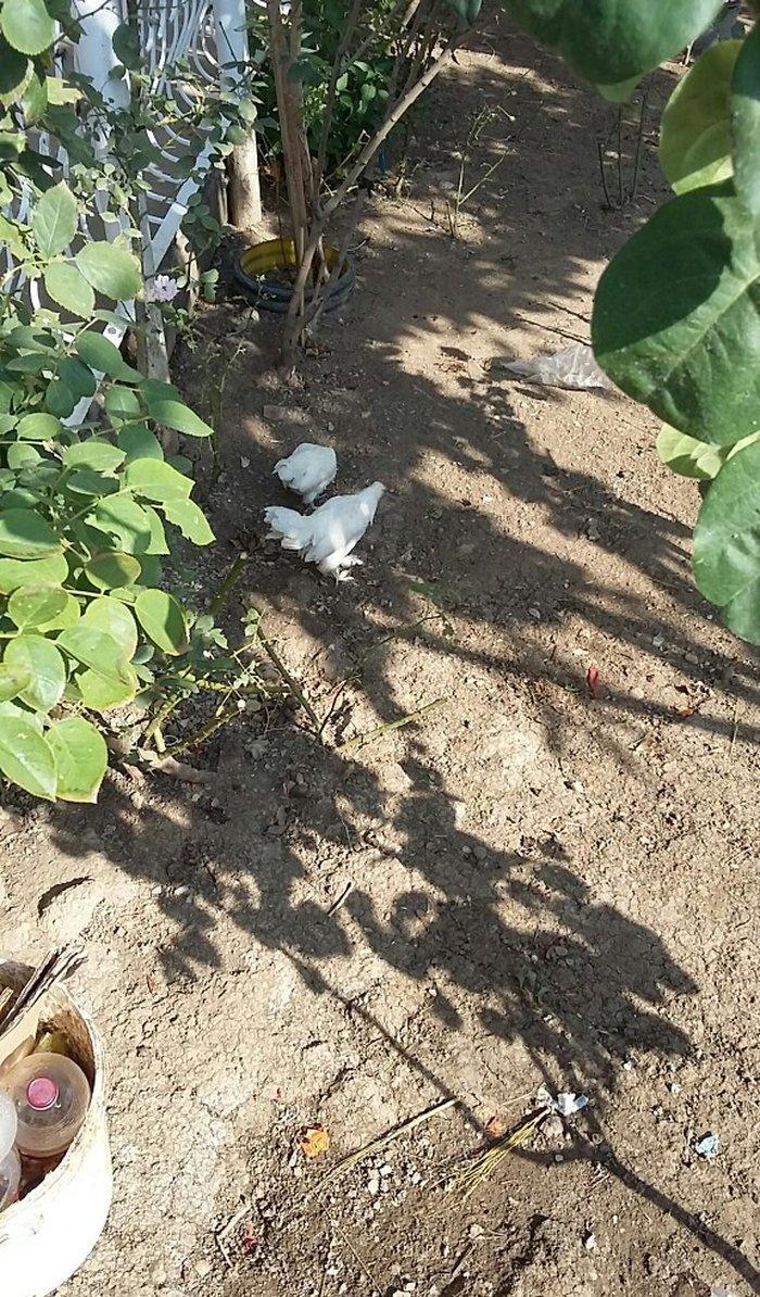 yaponka satiram  1 xoruz 1 fere düm ağdilar 6 ayliq yaponkalardi razil