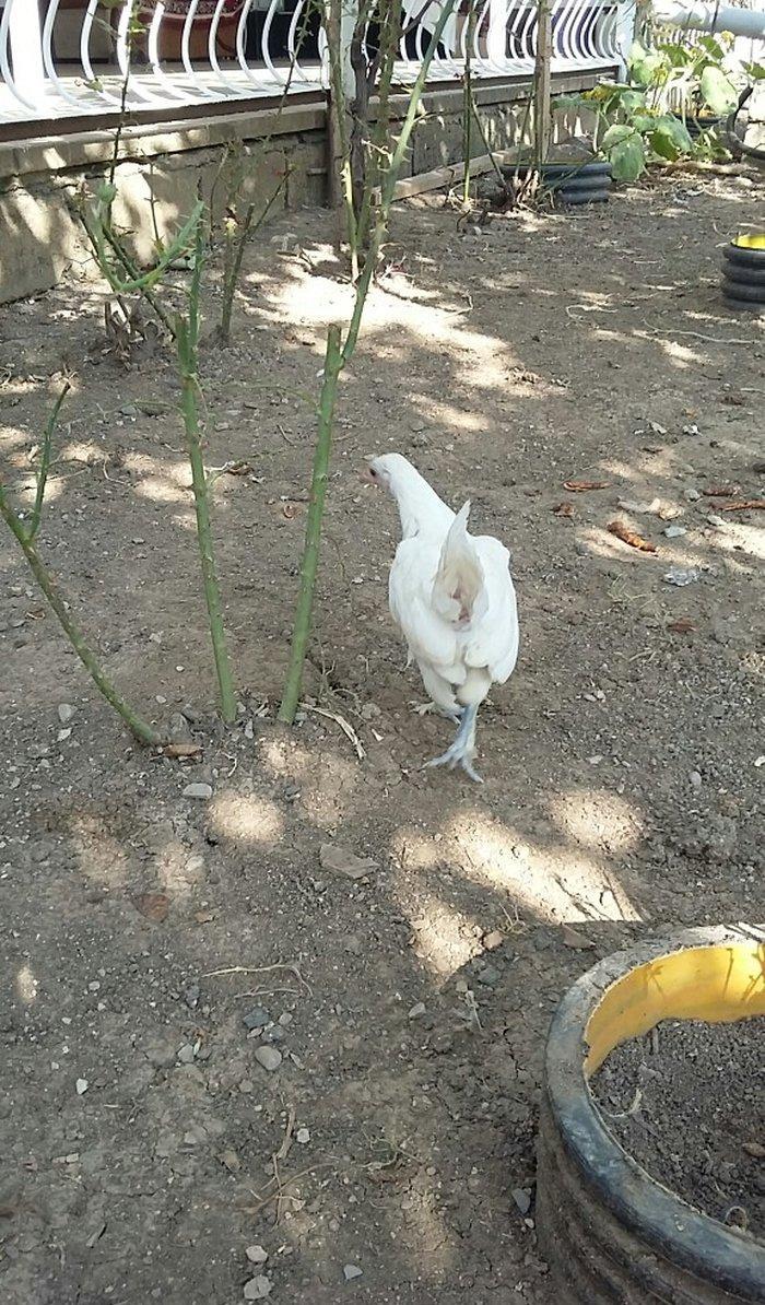 yaponka satiram  1 xoruz 1 fere düm ağdilar 6 ayliq yaponkalardi razil