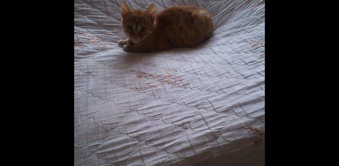 Отдам в добрые руки котенка .мальчик около трех месяцев,ходит в