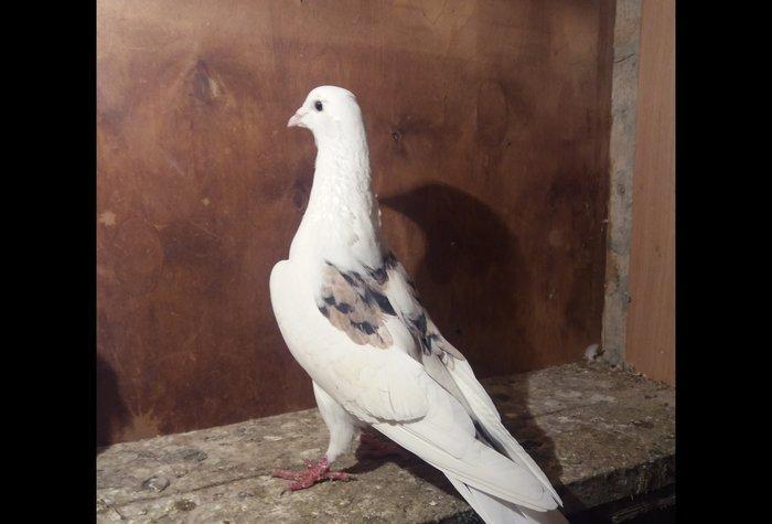 2 barmagi kesiy gujdu ucan cep ebres erkey. Baki qusdarinnandi. Enli