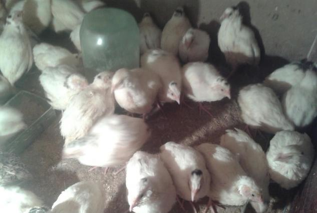 20gunluk texas sortu (ag etlik ) bildircinler satiwda temiz cins heyva