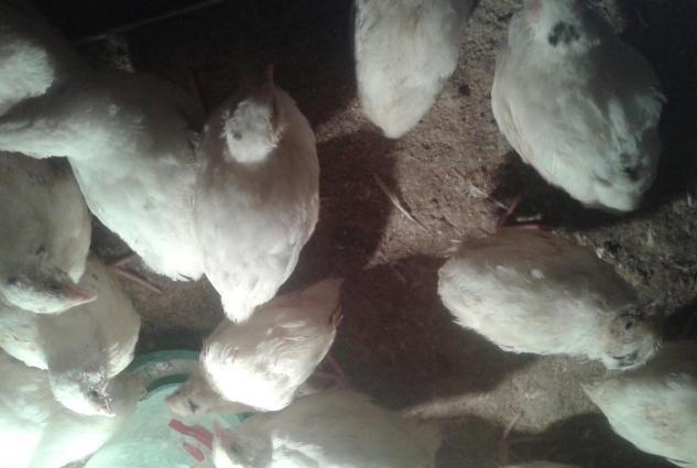 20gunluk texas sortu (ag etlik ) bildircinler satiwda temiz cins heyva