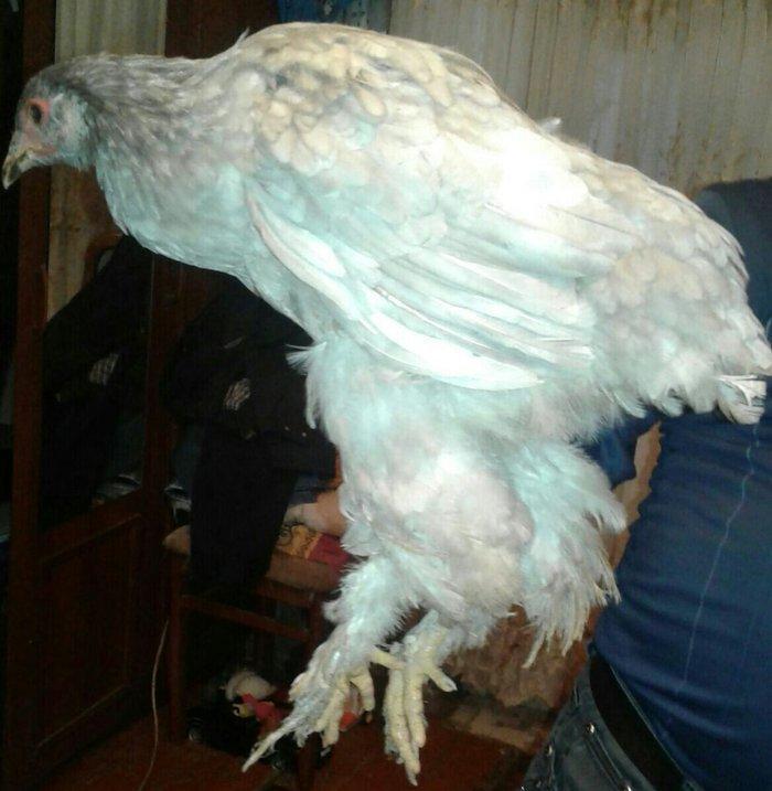 fere xoruz dord ayliq bramalar cutunun qiymeti 80 manat