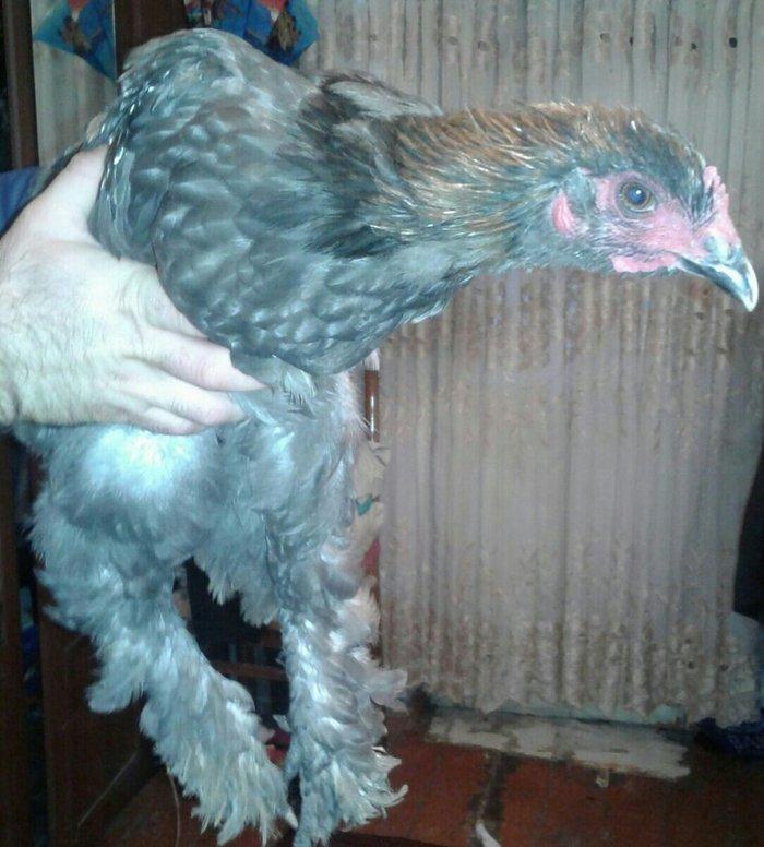 fere xoruz dord ayliq bramalar cutunun qiymeti 80 manat