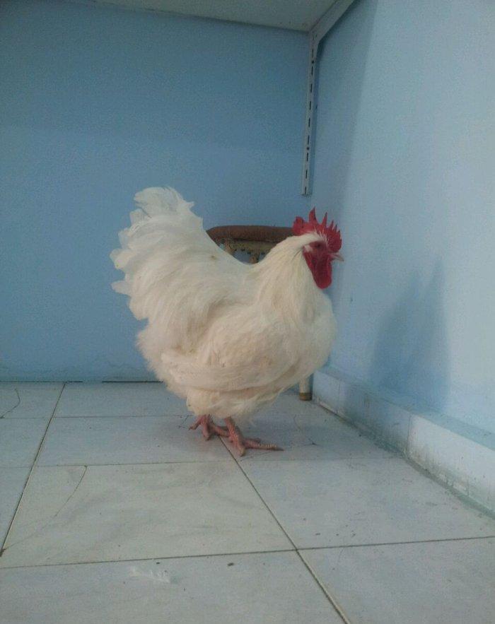 Orpikton xoruz 10 ayligdi butun vaksinleri olunub satilir 70 man ve