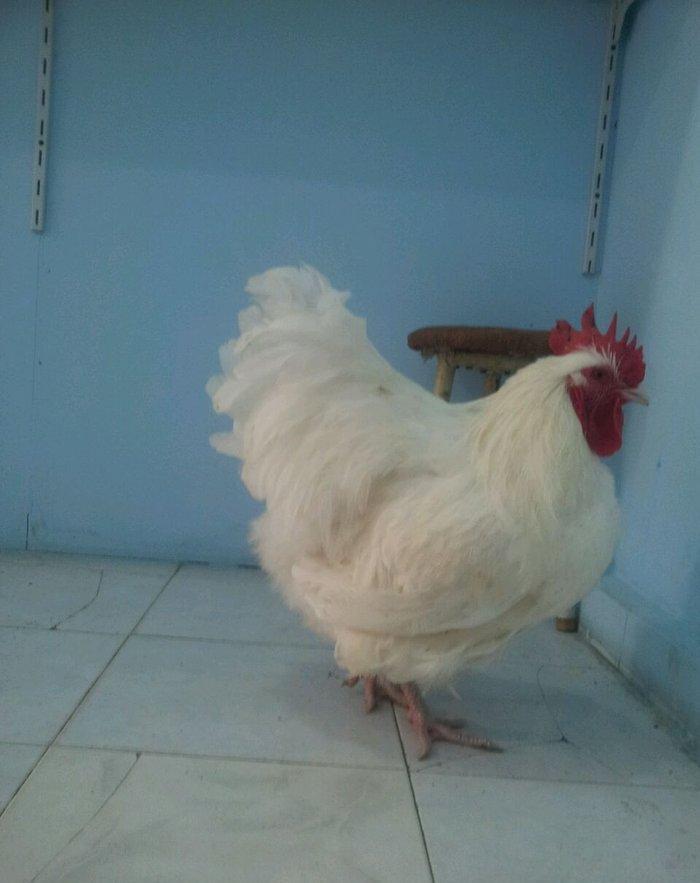 Orpikton xoruz 10 ayligdi butun vaksinleri olunub satilir 70 man ve