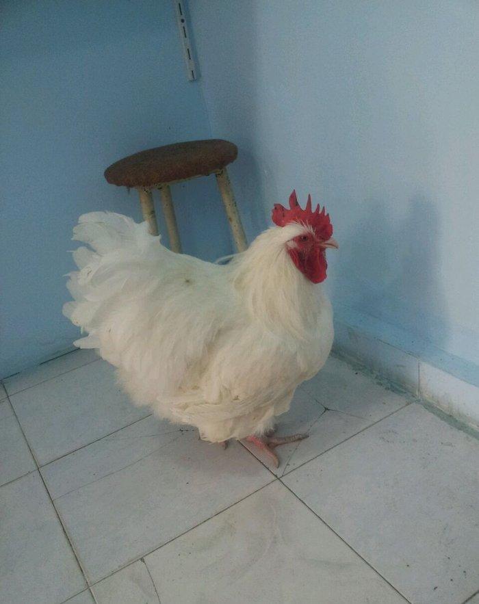 Orpikton xoruz 10 ayligdi butun vaksinleri olunub satilir 70 man ve