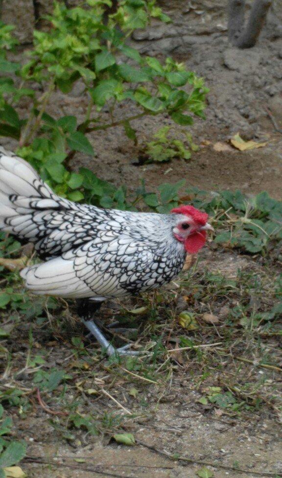 sibirayr xoruz gümüşü ariginal heyvandi başi çixan bilir 5 ayliqdi ban