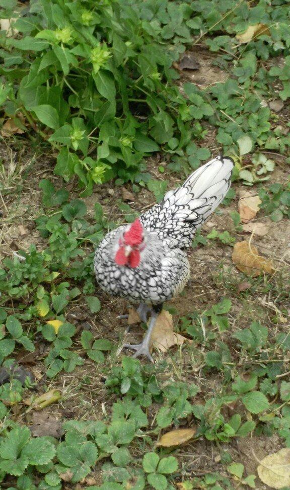 sibirayr xoruz gümüşü ariginal heyvandi başi çixan bilir 5 ayliqdi ban