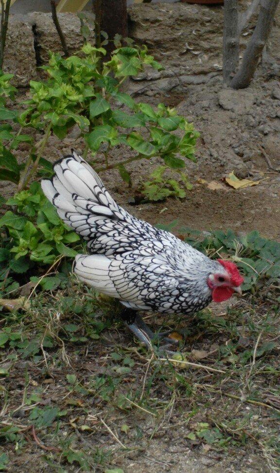 sibirayr xoruz gümüşü ariginal heyvandi başi çixan bilir 5 ayliqdi ban