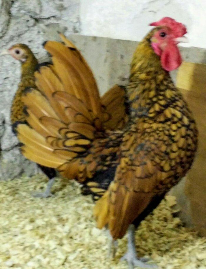 sibirayt xoruz super heyvandi 8 ayliqdi 50 man ariginal heyvandi