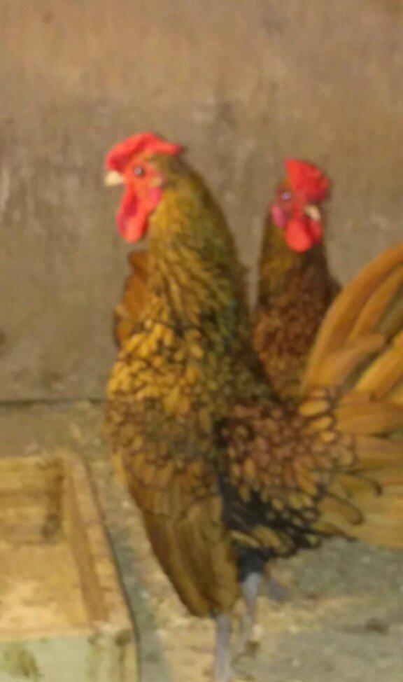 sibirayt xoruz super heyvandi 8 ayliqdi 50 man ariginal heyvandi