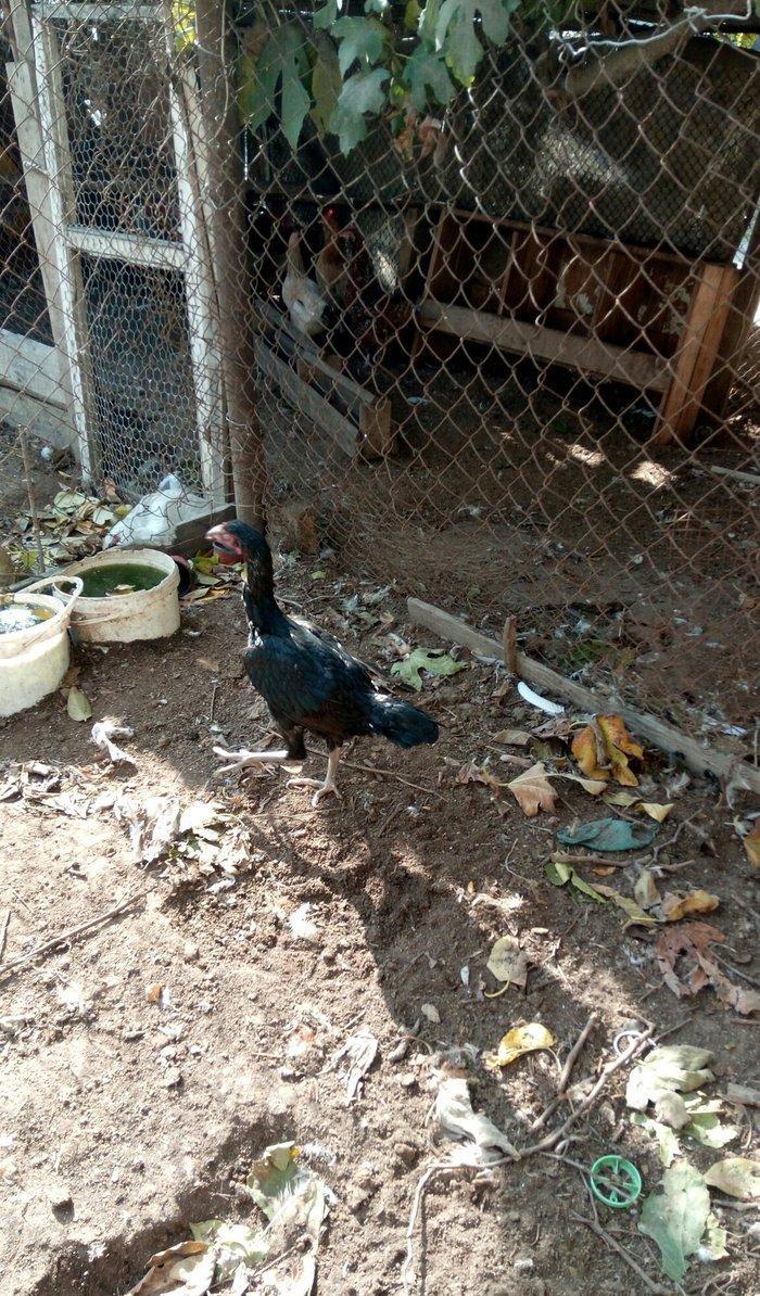 Salam Tam Sağlamdı 1 ili tamam olub Feredi 50 AZN watsaap