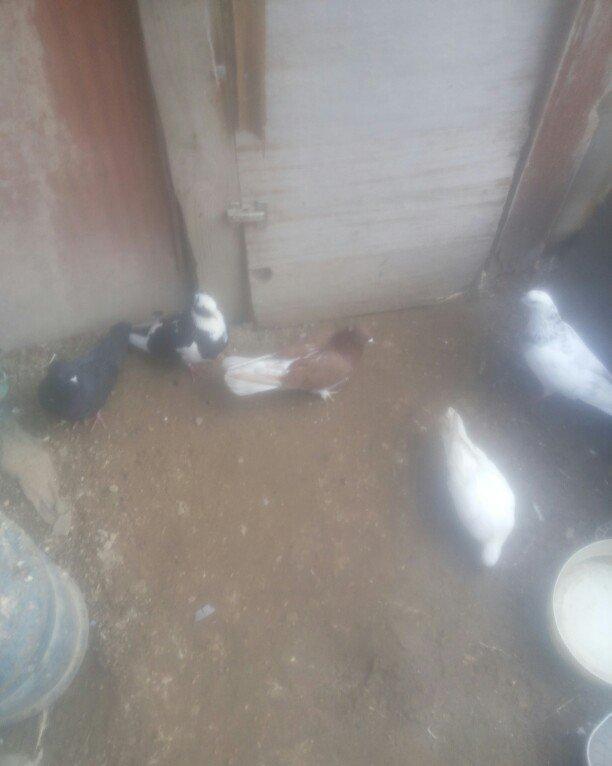 bu 5 qus satilir. tam saqlamdı.optovoy 17 manat.tek tek 4 manatdan ist