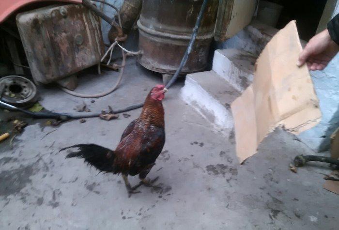 Heyratı xoruzu satiram.
1 il 6 ayliqdi.
Giymetde razilasmaq olar.