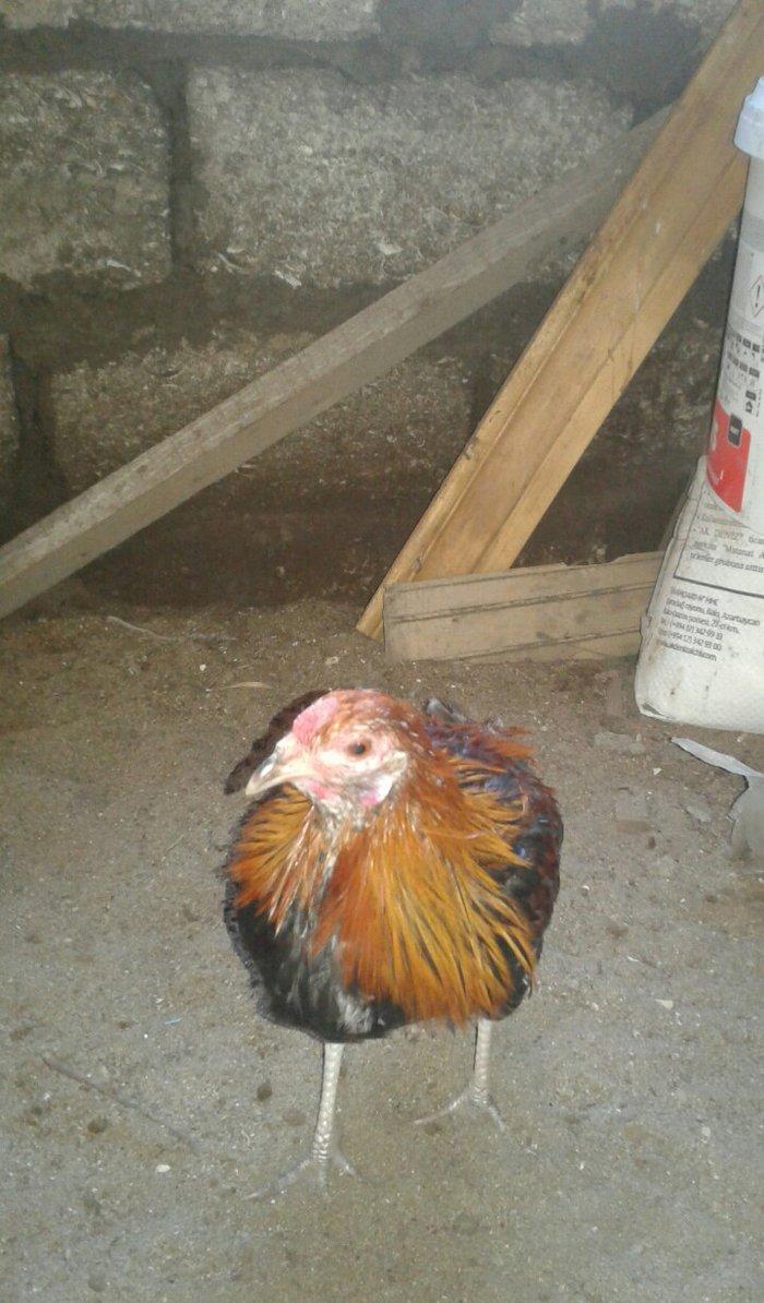 5 ayliq qizili feniks becesi temiz cinsdi saqlam ve aktivdi tekdi deye