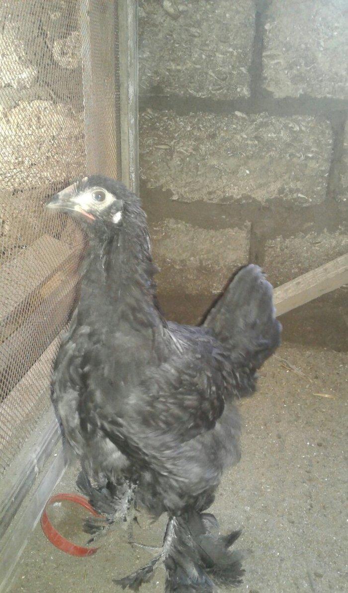 brama black feresi 5 ayliqdi temiz cinsdi zil qaradir ayaqlarinin tukl