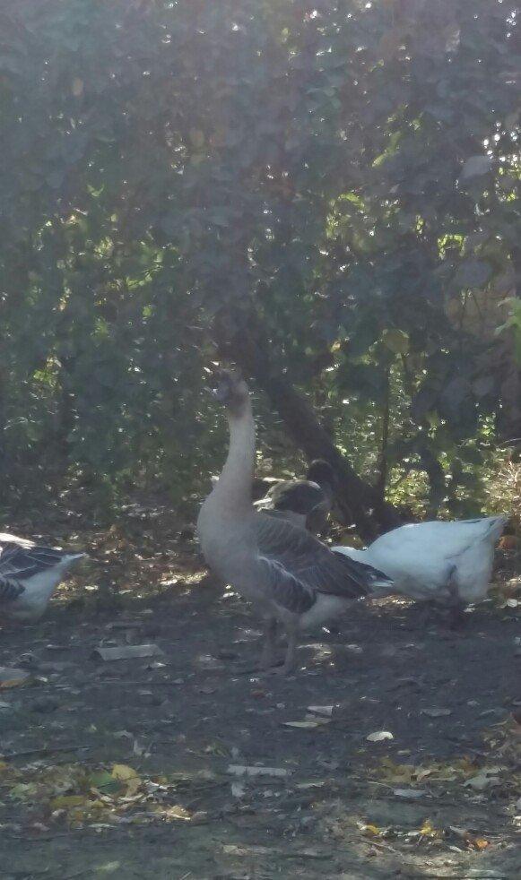 Kuban qazı 2 ədəd erkəy çox iri heyvanlardı qiymət birinə aiddi