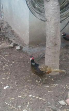 Rumin ve kafkaz cinsleri satilir. Erkekler tek sekilde de verilir 30 a