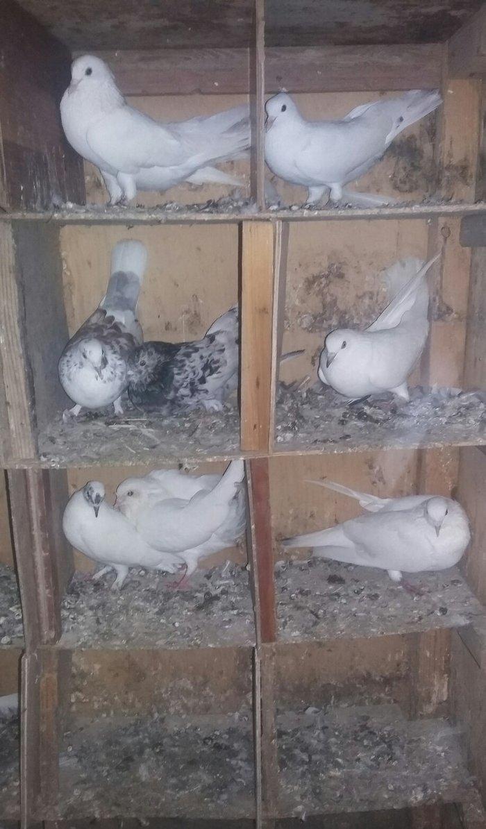 salam tutulma qusdar satiram xais edirrm burda yox wossapda yazin bos