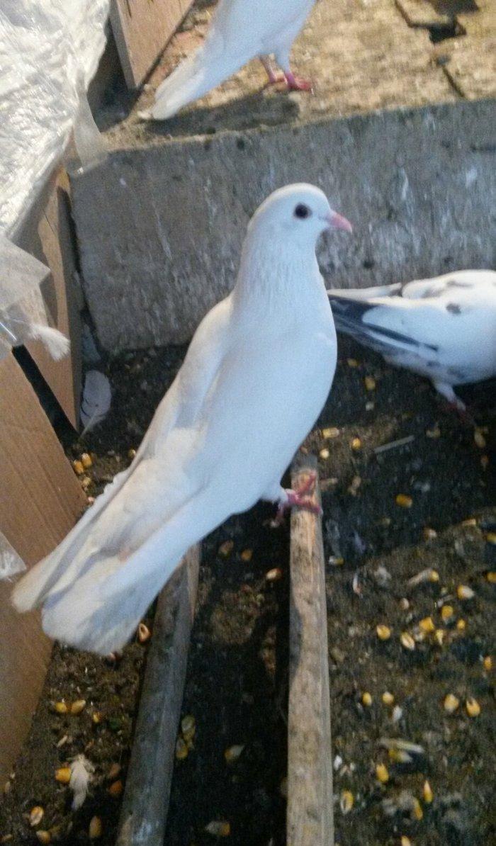 17/18tuk maya denizden tutulmadi real alıcı narahat etsin wp var  Baki