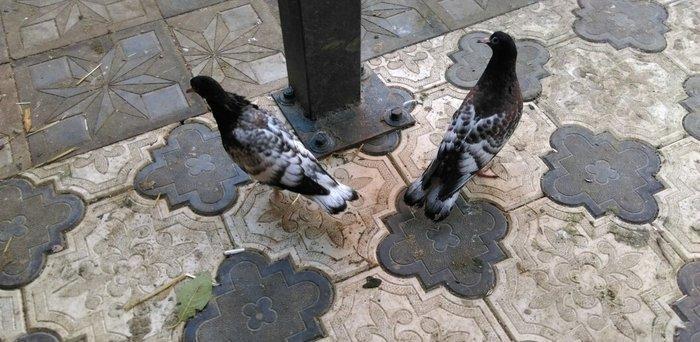 Qarabas 17. 16. Tuk qara xalcali keven quslar. Sekiller    10 gun once