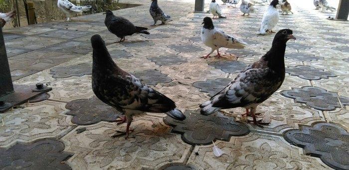 Qarabas 17. 16. Tuk qara xalcali keven quslar. Sekiller    10 gun once