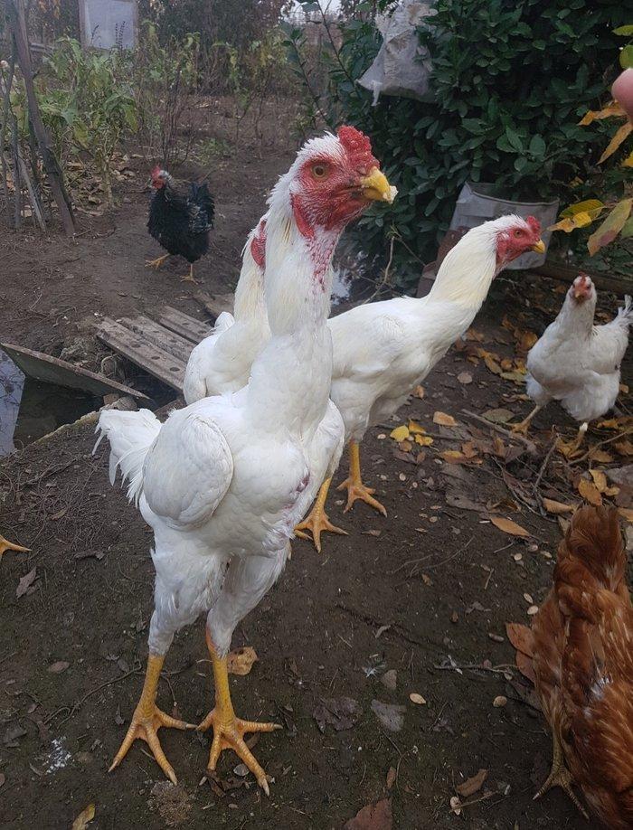 Ağ Şamo cinsi 8 aylıq heyrati becələr uc dənədi ikisi satilir real ali