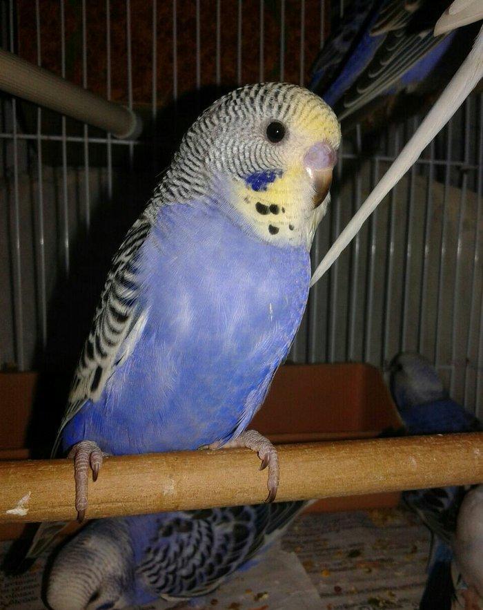 2 aylig cex papuqaylar satilir. 2 erkek qalib.super rengdediler tam sa