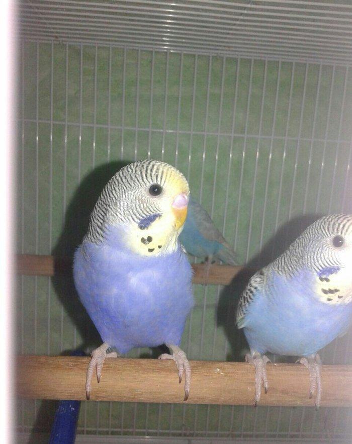 2 aylig cex papuqaylar satilir. 2 erkek qalib.super rengdediler tam sa