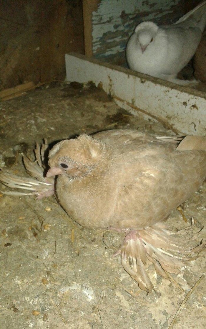 özbək sortudur kəkilli dimdiklidir tək erkəkdir dənə təzə düşüb